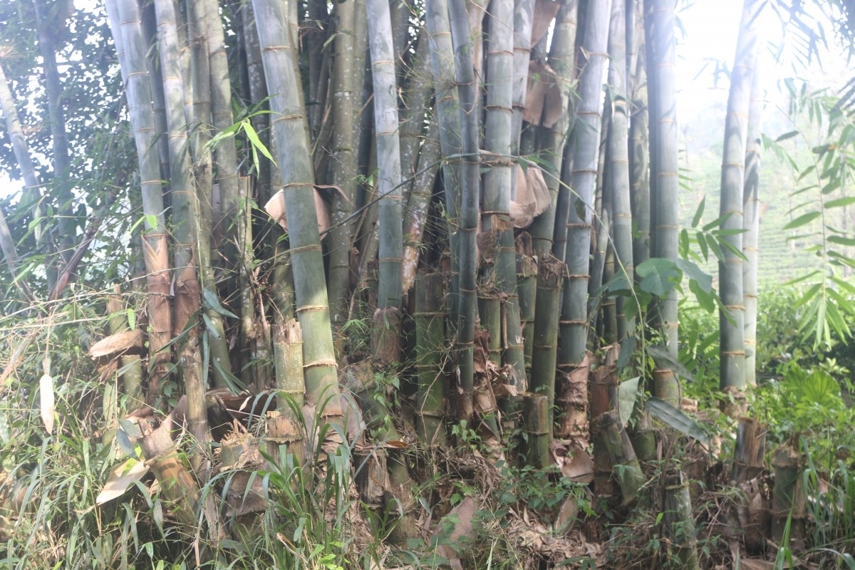 Dendrocalamus giganteus Munro